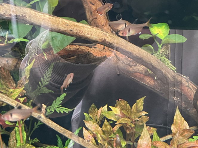 Introduction des premiers habitants ! Ajout hier soir d’un banc de 20 tétras joyaux (je me tâte à en mettre plus d’ailleurs) et de 6 otocinclus (pour le moment, j’en ajouterai plus tard). Tout le monde va bien, les tétras se sont jetés sur les paillettes ce matin et les otocinclus m’ont déjà récuré une plante.