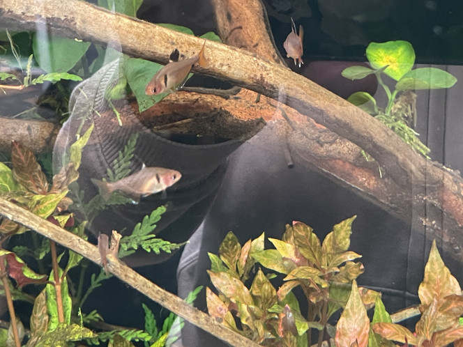 Introduction des premiers habitants ! Ajout hier soir d’un banc de 20 tétras joyaux (je me tâte à en mettre plus d’ailleurs) et de 6 otocinclus (pour le moment, j’en ajouterai plus tard). Tout le monde va bien, les tétras se sont jetés sur les paillettes ce matin et les otocinclus m’ont déjà récuré une plante.