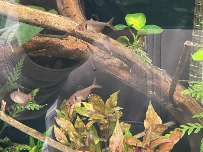 Introduction des premiers habitants ! Ajout hier soir d’un banc de 20 tétras joyaux (je me tâte à en mettre plus d’ailleurs) et de 6 otocinclus (pour le moment, j’en ajouterai plus tard). Tout le monde va bien, les tétras se sont jetés sur les paillettes ce matin et les otocinclus m’ont déjà récuré une plante.