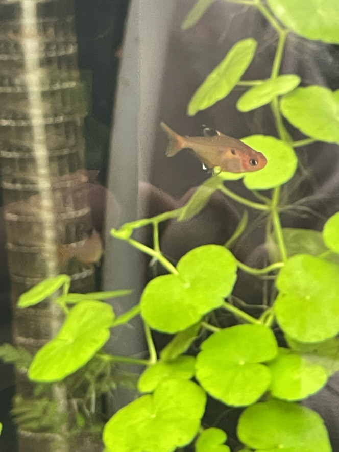 Introduction des premiers habitants ! Ajout hier soir d’un banc de 20 tétras joyaux (je me tâte à en mettre plus d’ailleurs) et de 6 otocinclus (pour le moment, j’en ajouterai plus tard). Tout le monde va bien, les tétras se sont jetés sur les paillettes ce matin et les otocinclus m’ont déjà récuré une plante.