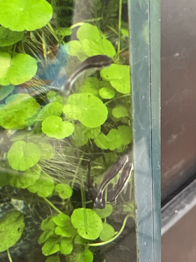 Introduction des premiers habitants ! Ajout hier soir d’un banc de 20 tétras joyaux (je me tâte à en mettre plus d’ailleurs) et de 6 otocinclus (pour le moment, j’en ajouterai plus tard). Tout le monde va bien, les tétras se sont jetés sur les paillettes ce matin et les otocinclus m’ont déjà récuré une plante.