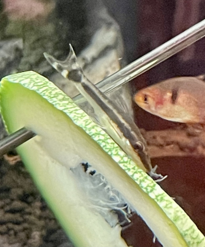 Courgette du jardin Mise pour les otocinclus mais elle a bien plu aux tétras aussi. Ils s’en sont désintéressés après quelques minutes tout de même.