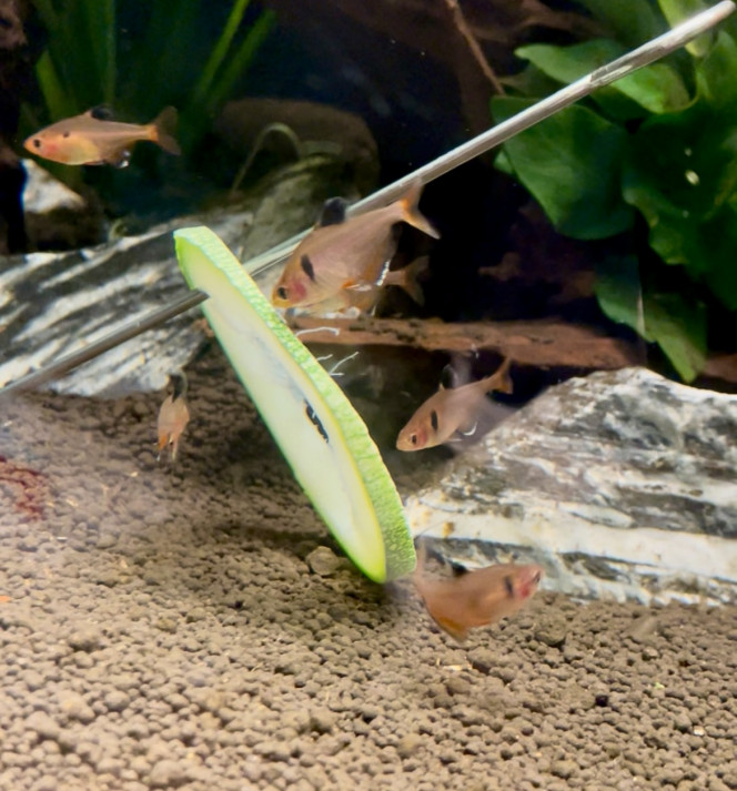 Courgette du jardin Mise pour les otocinclus mais elle a bien plu aux tétras aussi. Ils s’en sont désintéressés après quelques minutes tout de même.