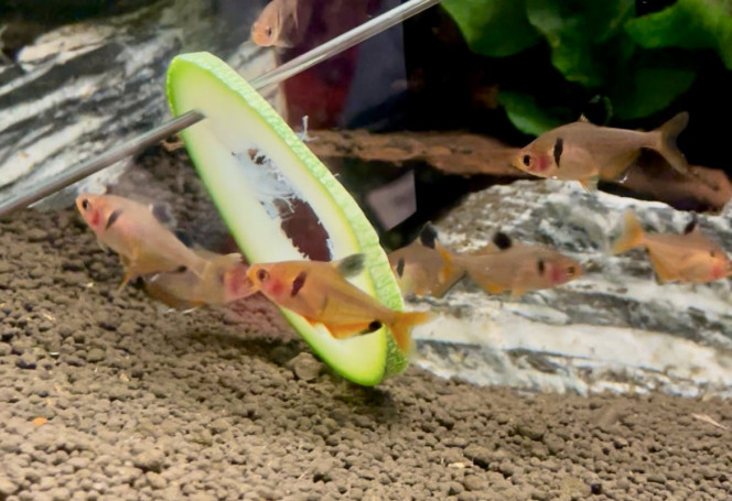 Courgette du jardin Mise pour les otocinclus mais elle a bien plu aux tétras aussi. Ils s’en sont désintéressés après quelques minutes tout de même.