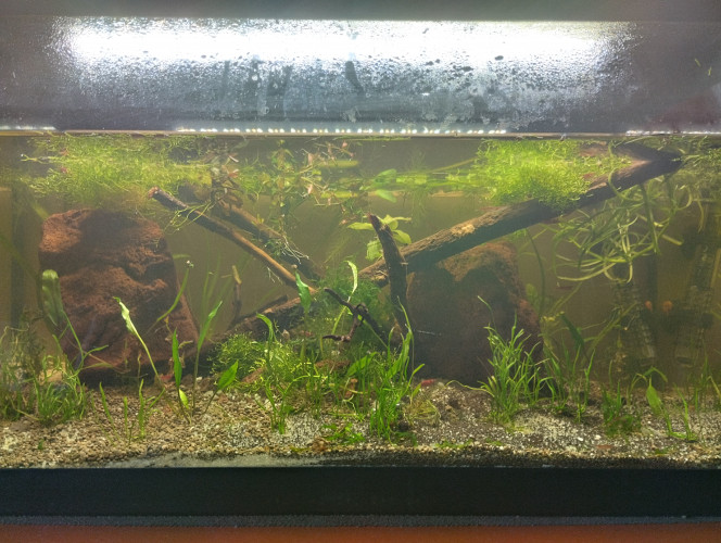 Essai lowtec Après une semaine l eau ne se trouble pas.les crevettes muent les planorbes se portent bien et les plantes poussent.je vais attendre une semaine pour introduire le trio d aphyosemion