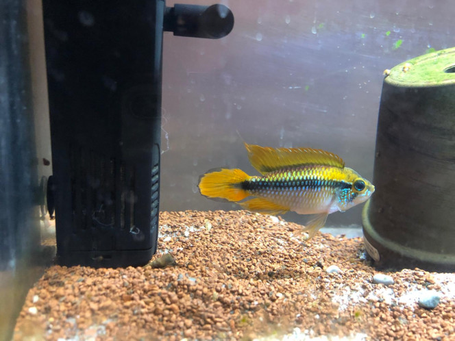 APISTOGRAMMA AGASIZII Un des 4 Apisto venu de poisson d'or à Estampuis, Blegique.
A l'arrivée de Hemichromis tout s'est bien passé jusqu’à la période de fraie où ils ont été attaqués par les parent Lifalili jusque à en perdre leurs nageoire et couler au bot de 3 semaines cloitrés sous un rocher sans s'alimenter.