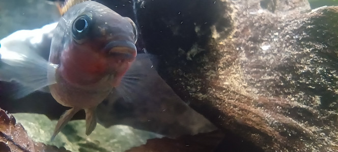 Pelvicachromis kribensis Un des 4 kribensis et 4 apisto arrivés de Belgique.
Ceux ci ont péri par ma faute, j'ai changé l'eau avec de l'eau du robinet sans décanter: je les ai empoisonnée au chlore. Le Apistos ont tenu