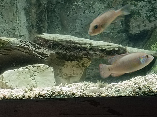 Deuxième portée en avril J'ai transféré 5 juvéniles dans le nouvel aquarium 200l " le savoyard" avec les cynotilapia afra cubue et un de la première portée qui a aussitôt fait 20 petits avec un fiancé acheté chez Paramount (gare de l'est à Paris)