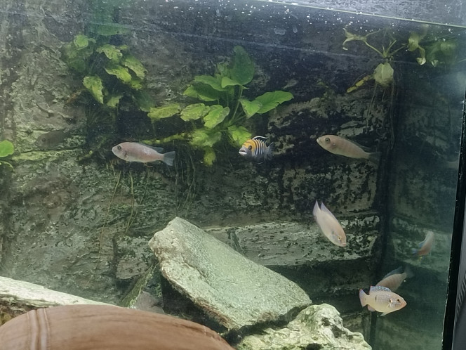 Deuxième portée en avril J'ai transféré 5 juvéniles dans le nouvel aquarium 200l " le savoyard" avec les cynotilapia afra cubue et un de la première portée qui a aussitôt fait 20 petits avec un fiancé acheté chez Paramount (gare de l'est à Paris)