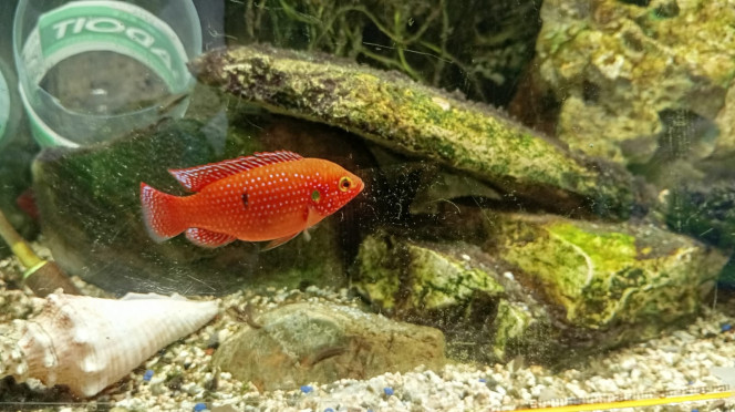 Makeba Hemichromis