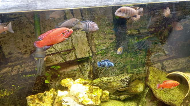 Communautaire Hemichromis, cynotilapia, pseudotropheus chindongo