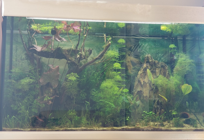Aquarium Après BLack Out.
Ajout de 7 otocinclus,  2 escargots et 14 japonica