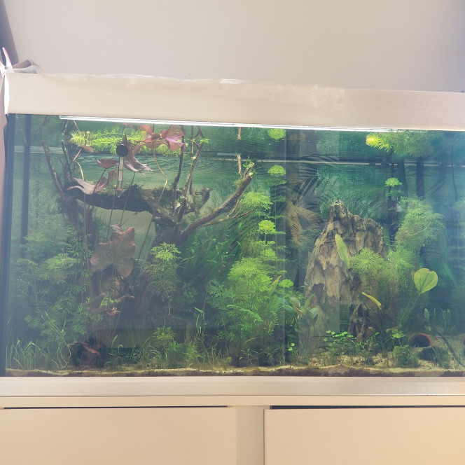 Aquarium Après BLack Out.
Ajout de 7 otocinclus,  2 escargots et 14 japonica