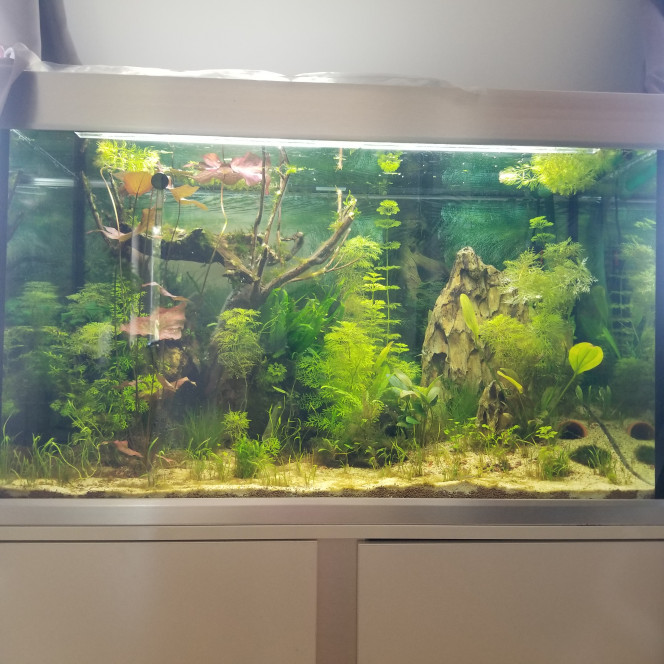 Aquarium Après BLack Out.
Ajout de 7 otocinclus,  2 escargots et 14 japonica