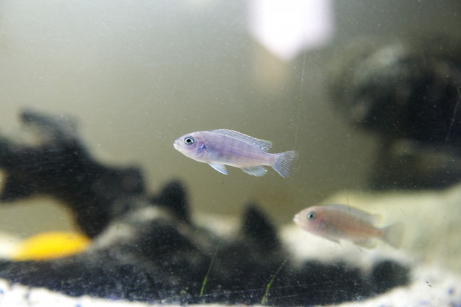 7 juvéniles Cynotilapia Afra Cobue de Chambéry de chez Kris, il grandissent vite 