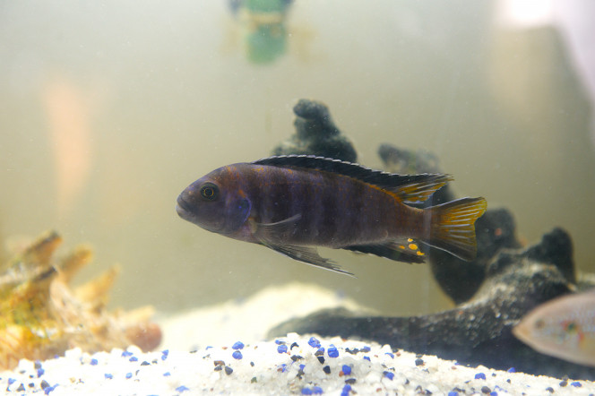3 Cynotilapia, deux de Kris et 1 gros , femelle je crois 