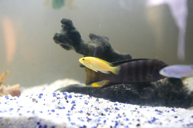 Deux yellow lab ici le petit , la star du bassin il y a un géant aussi 