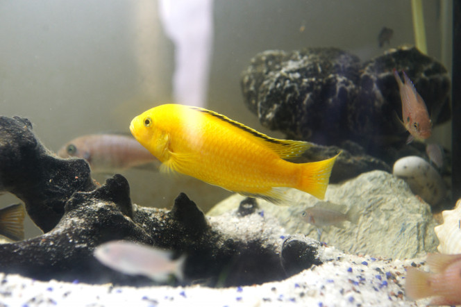 Le géant Yellow lab 15 cm, tres pacifique, il passe son temps à refaire le terrain , je le surnomme le terrassier 