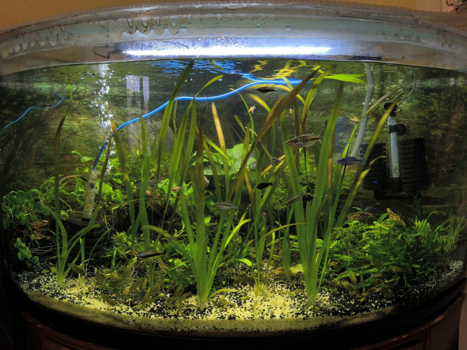 Mon aquarium communautaire de 340 litre Les vallisneria, mises récemment dans l'aquarium, viennent de mon bassin car elles commençaient à prendre toute la place dans leur panier.