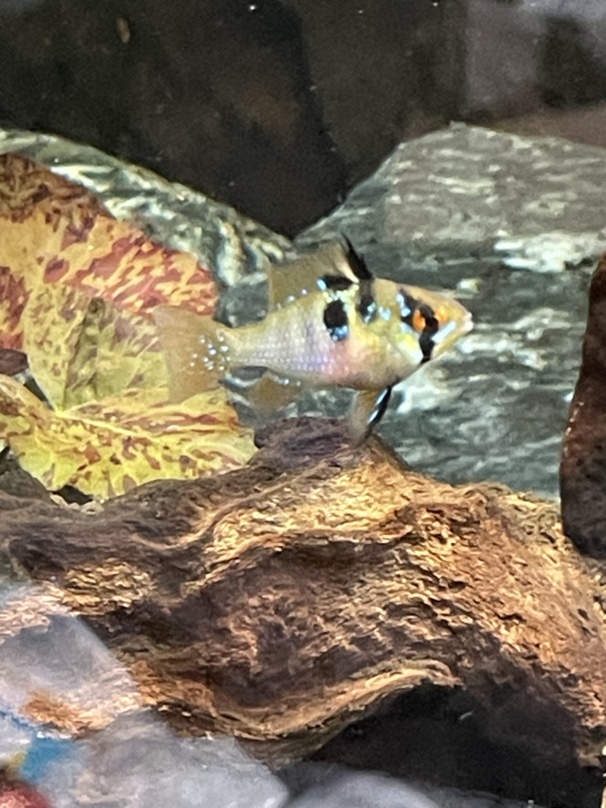 Ajout de 3 couples de ramirezi Pour l’instant les mâles roulent des mécaniques pour déterminer qui prend quel bout de l’aquarium.