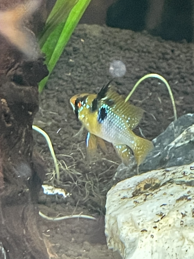 Ajout de 3 couples de ramirezi Pour l’instant les mâles roulent des mécaniques pour déterminer qui prend quel bout de l’aquarium.