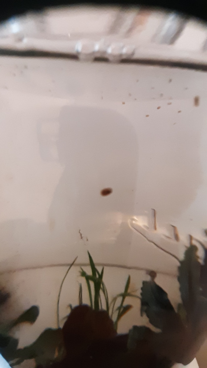 Photographie du post de lolito77 