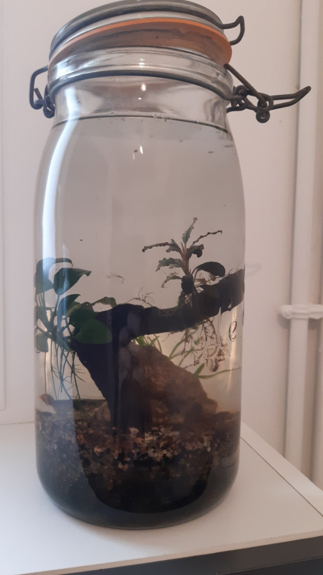 Photographie du post de lolito77 