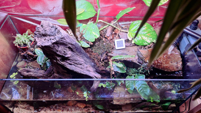 Ça prend forme Les plantes terrestres commencent à s'installer. Certaines semblent même ressusciter.
Je peaufine la partie aquatique.
L'hygrométrie reste élevée.
Je ne sais pas combien de crabes vampires je pourrais mettre dedans