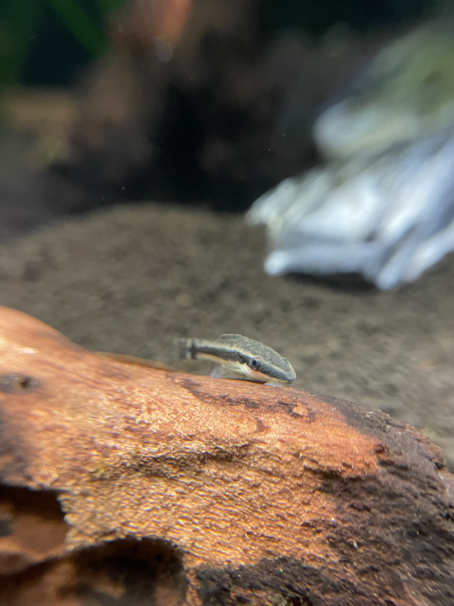  J’ai reçu la lentille macro pour mon téléphone !