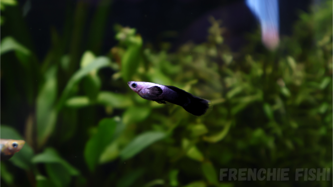 Photographie du post de Newnano 