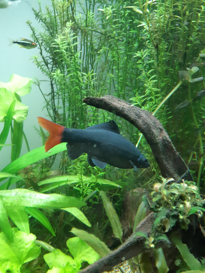 Poissons Labéo 
Silure de verre
Barbus cerises femelles

Je pense que je vais bientôt retenter la reproduction des barbus cerise. Les femelles sont énormes, les mâles sont rouge flashy et extrêmement vifs.