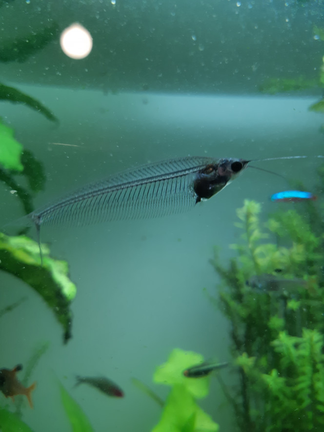 Poissons Labéo 
Silure de verre
Barbus cerises femelles

Je pense que je vais bientôt retenter la reproduction des barbus cerise. Les femelles sont énormes, les mâles sont rouge flashy et extrêmement vifs.