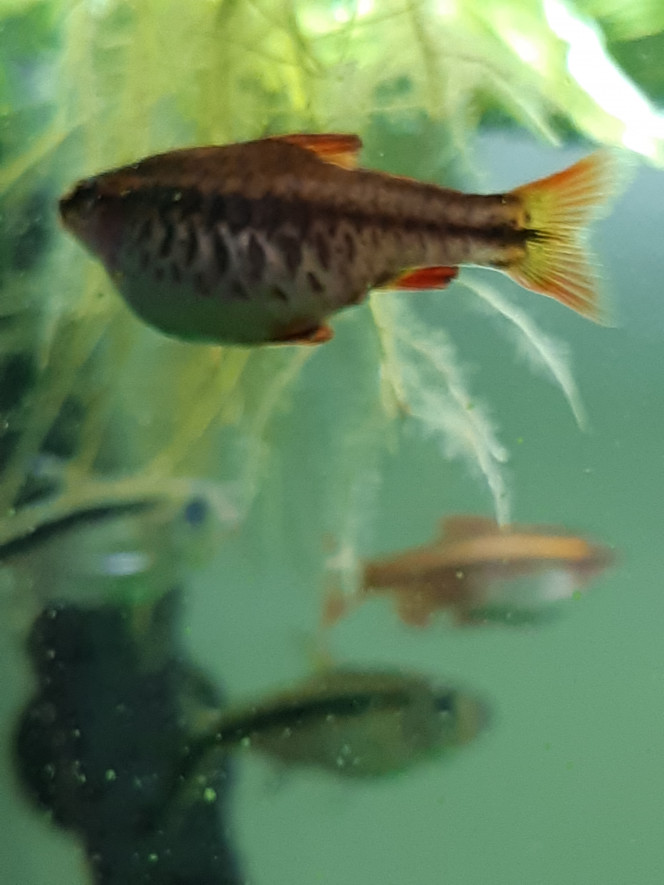 Poissons Labéo 
Silure de verre
Barbus cerises femelles

Je pense que je vais bientôt retenter la reproduction des barbus cerise. Les femelles sont énormes, les mâles sont rouge flashy et extrêmement vifs.