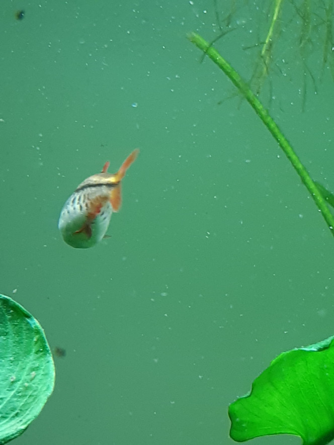 Poissons Labéo 
Silure de verre
Barbus cerises femelles

Je pense que je vais bientôt retenter la reproduction des barbus cerise. Les femelles sont énormes, les mâles sont rouge flashy et extrêmement vifs.