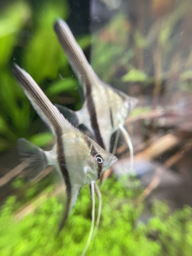  Ajout de 12 scalaires manacapuru, 20 corydoras sterbai et 6 otocinclus vittatus (pour compléter le groupe)