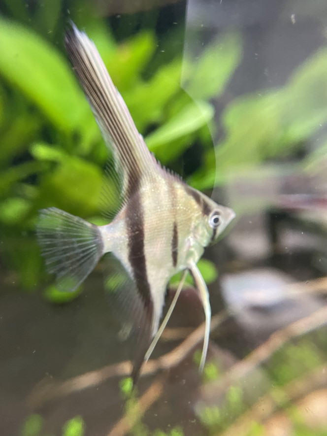  Ajout de 12 scalaires manacapuru, 20 corydoras sterbai et 6 otocinclus vittatus (pour compléter le groupe)