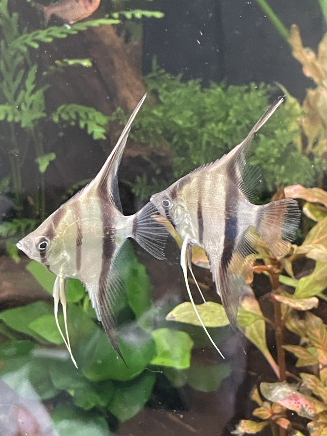  Ajout de 12 scalaires manacapuru, 20 corydoras sterbai et 6 otocinclus vittatus (pour compléter le groupe)