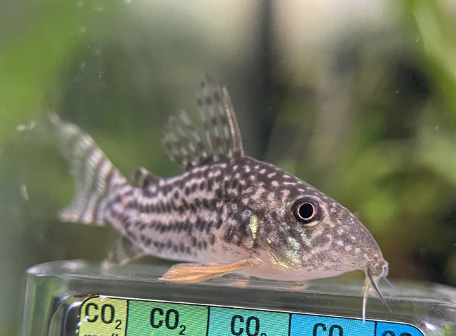  Ajout de 12 scalaires manacapuru, 20 corydoras sterbai et 6 otocinclus vittatus (pour compléter le groupe)