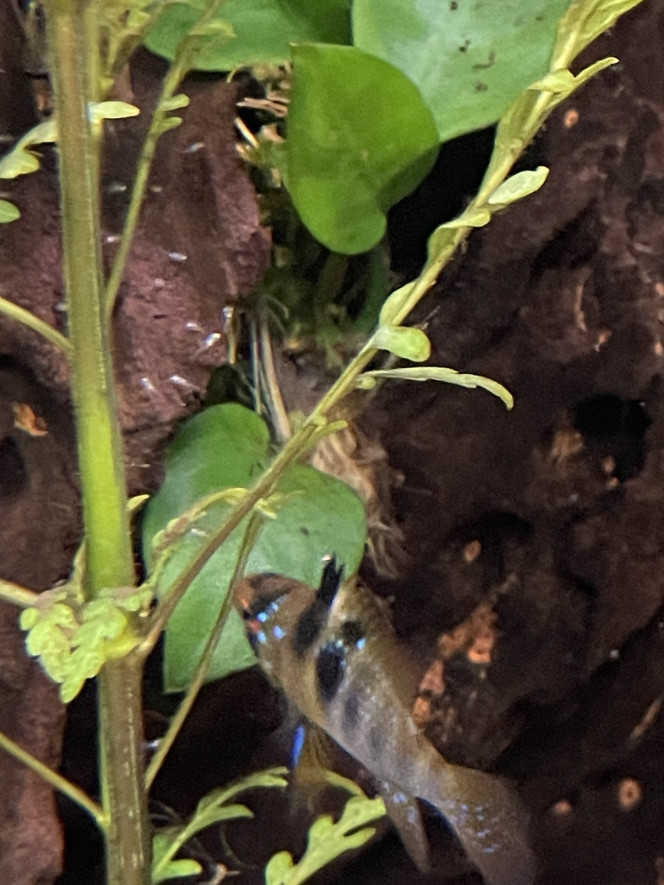 Déjà des 1ers alevins de ramirezi ! 