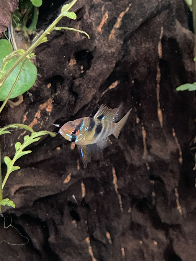 Déjà des 1ers alevins de ramirezi ! 