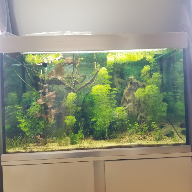 Aquarium Disparition totale des algues brunes.
Apparition des algues pinceaux 
Tous les monde a bien grossi