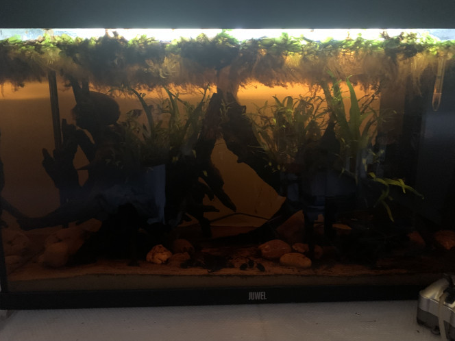  Petites nouvelles des gouramis. 
Ils vont beaucoup mieux ! Je ne sais pas ce qu’il s’est passé il y a une/deux semaines, mais j’en recompte huit depuis aujourd’hui (moi qui croyais en avoir perdu un…)
Ils répondent maintenant lorsque je frappe à la vitre, ont beaucoup moins peur de ma présence et picorent même mes doigts lorsque je les nourris. 
Depuis aujourd’hui, les huit se sont habitués aux paillettes (ce qui est quand même une grande victoire vu le temps qu’il m’a fallu pour leur faire manger du congelé).