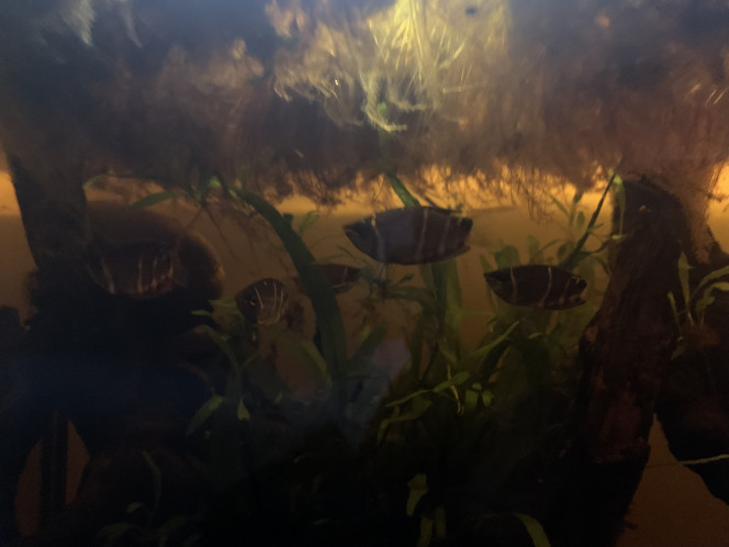  Petites nouvelles des gouramis. 
Ils vont beaucoup mieux ! Je ne sais pas ce qu’il s’est passé il y a une/deux semaines, mais j’en recompte huit depuis aujourd’hui (moi qui croyais en avoir perdu un…)
Ils répondent maintenant lorsque je frappe à la vitre, ont beaucoup moins peur de ma présence et picorent même mes doigts lorsque je les nourris. 
Depuis aujourd’hui, les huit se sont habitués aux paillettes (ce qui est quand même une grande victoire vu le temps qu’il m’a fallu pour leur faire manger du congelé).