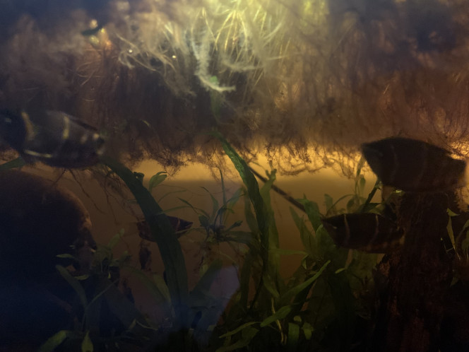  Petites nouvelles des gouramis. 
Ils vont beaucoup mieux ! Je ne sais pas ce qu’il s’est passé il y a une/deux semaines, mais j’en recompte huit depuis aujourd’hui (moi qui croyais en avoir perdu un…)
Ils répondent maintenant lorsque je frappe à la vitre, ont beaucoup moins peur de ma présence et picorent même mes doigts lorsque je les nourris. 
Depuis aujourd’hui, les huit se sont habitués aux paillettes (ce qui est quand même une grande victoire vu le temps qu’il m’a fallu pour leur faire manger du congelé).