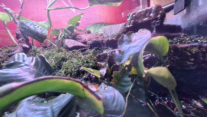 Quelques vues du palu Le fond est toujours rouge mais ça va bientôt changer.
Buce, fougère de Boston, je crois, rotala qui prend sa forme aérienne, drosera. 
Ça a beaucoup changé avec l'inversion des racines. 
J'ai ajouté de la litière de noix de coco, de la sphaigne. 
Je dois reprendre mon observation et les modifications pour que la mousse terrestre se développe. Mouillée mais pas trop.