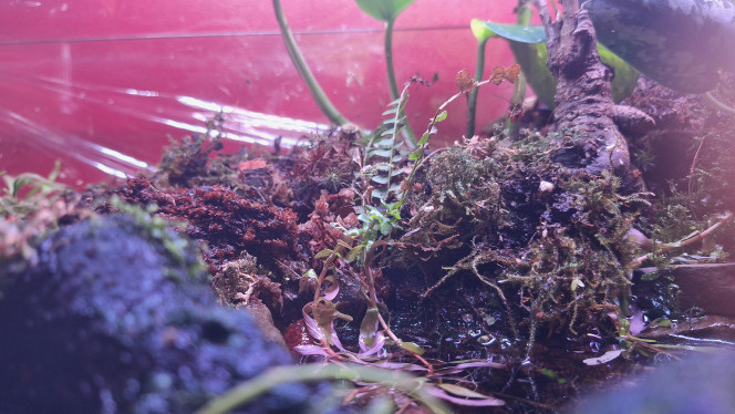 Quelques vues du palu Le fond est toujours rouge mais ça va bientôt changer.
Buce, fougère de Boston, je crois, rotala qui prend sa forme aérienne, drosera. 
Ça a beaucoup changé avec l'inversion des racines. 
J'ai ajouté de la litière de noix de coco, de la sphaigne. 
Je dois reprendre mon observation et les modifications pour que la mousse terrestre se développe. Mouillée mais pas trop.