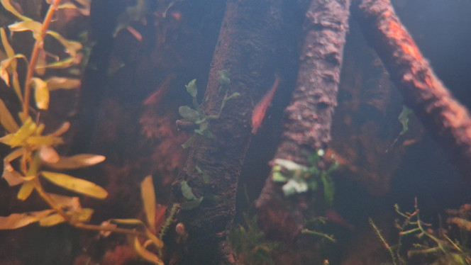 Quelques vues du palu Le fond est toujours rouge mais ça va bientôt changer.
Buce, fougère de Boston, je crois, rotala qui prend sa forme aérienne, drosera. 
Ça a beaucoup changé avec l'inversion des racines. 
J'ai ajouté de la litière de noix de coco, de la sphaigne. 
Je dois reprendre mon observation et les modifications pour que la mousse terrestre se développe. Mouillée mais pas trop.