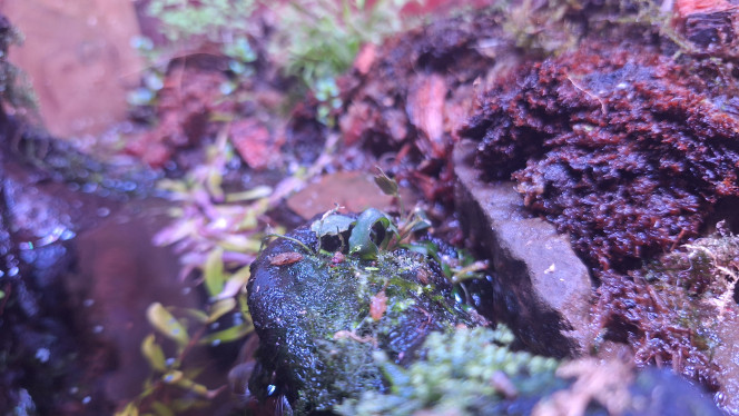 Quelques vues du palu Le fond est toujours rouge mais ça va bientôt changer.
Buce, fougère de Boston, je crois, rotala qui prend sa forme aérienne, drosera. 
Ça a beaucoup changé avec l'inversion des racines. 
J'ai ajouté de la litière de noix de coco, de la sphaigne. 
Je dois reprendre mon observation et les modifications pour que la mousse terrestre se développe. Mouillée mais pas trop.