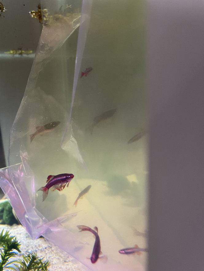 Hivernage des Tanichthys albonubes Ils étaient 8 au début de l’été, là ils sont au moins 17 !