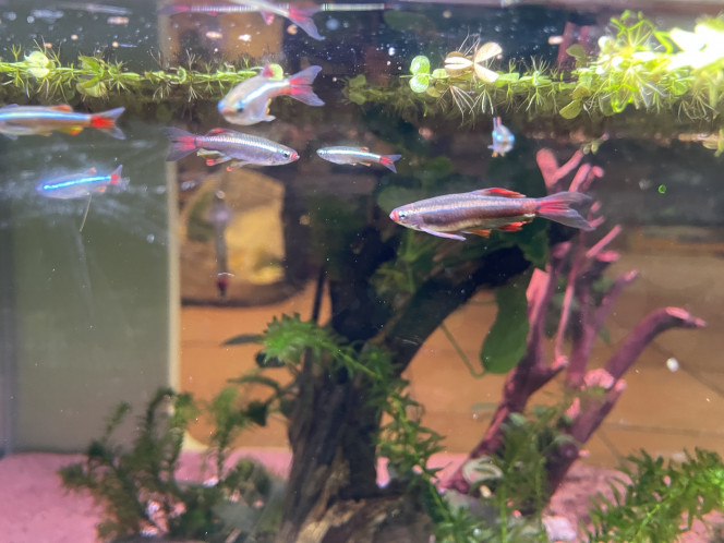 Hivernage des Tanichthys albonubes Ils étaient 8 au début de l’été, là ils sont au moins 17 !